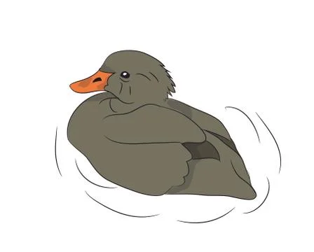 Duck drake. vector Stock-Illustration