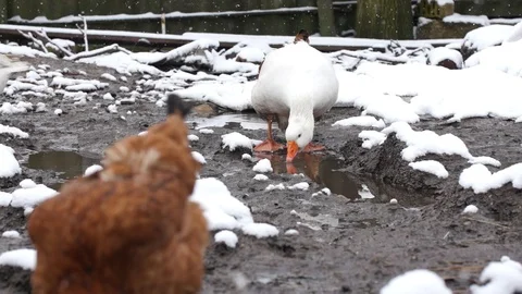 Duck drinking from a mudpit then lookinh up, 400 fps slow motion, stockvideo Stock Footage 87861667