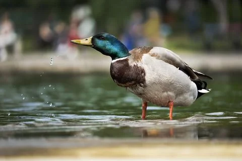The duck is drinking Stock Photos