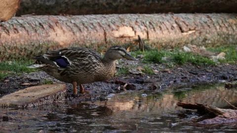 Duck is drinking water and walking over it, slow motion, 60 fps Stock Footage 130353334