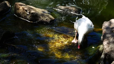 Duck Drinking Water from Creek Stock Footage 108567340