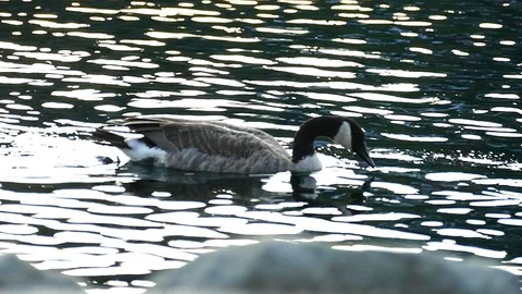 Duck Drinking Water Stock Footage 123558403