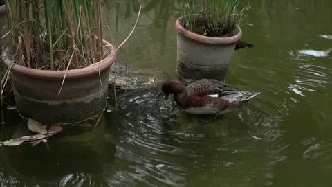 Duck drinking water Stock Footage 128254457