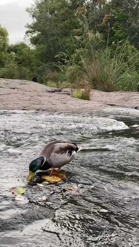 Duck drinking water on a river rock, vertical video Stock Footage 317112582
