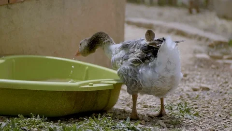 Duck drinking water in slow motion 스톡 동영상 107942807
