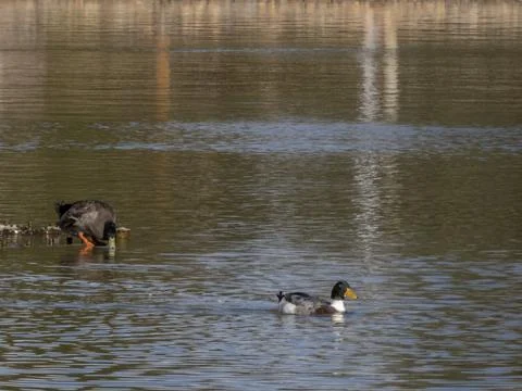 Duck drinking while another duck swims Stock Photos