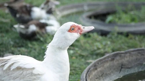 Duck drinks in the village Stock Footage 79768983