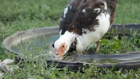 Duck drinks water Stock Footage 79763903