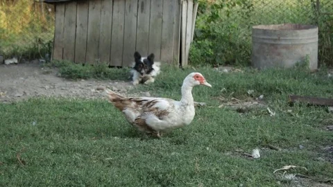 Duck drinks water 库存影片 79767665