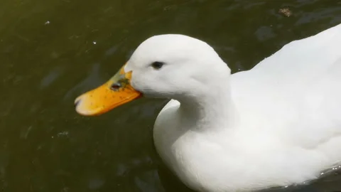 Duck drinks water Stock-Footage 102296023