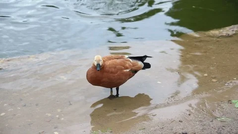 The duck drinks water from the pond Vidéo 77752312