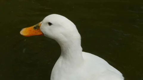Duck drinks water from the pond Video stock 102295847