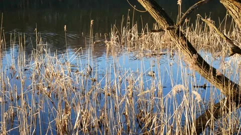 Duck in Dry Grass Stock Footage 139721790