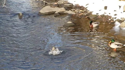 Duck Drying Off Crazy Video stock 1000750