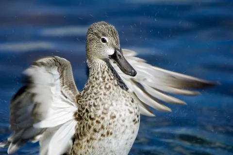 Duck drying off Stock Photos