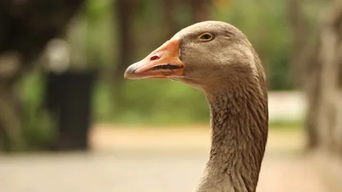 Duck Duck! Stock-Footage 75963118