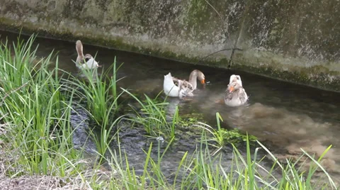 Duck, Duck, Goose. Ducks and goose swimming in water Stock Footage 34344511