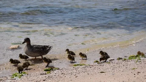 Duck with duckilings Stock-Footage 153410262