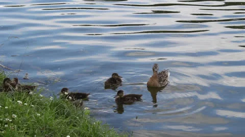 Duck with ducklings 2 Video stock 25006423