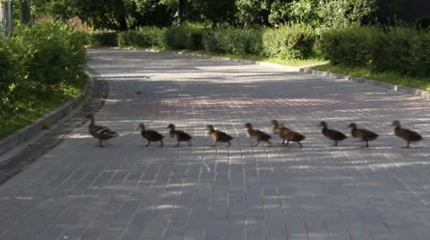 Duck with ducklings 3 Stock Footage 25006416