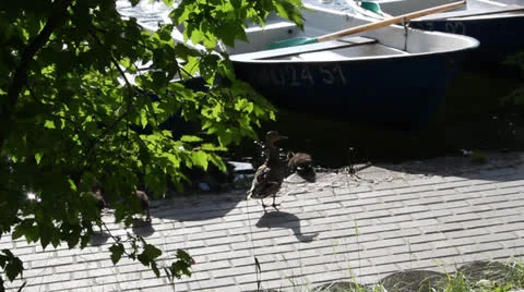 Duck with ducklings 4 스톡 동영상 25006388