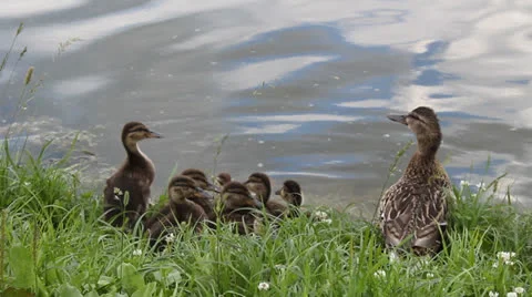 Duck with ducklings 6 Stock Footage 25006519