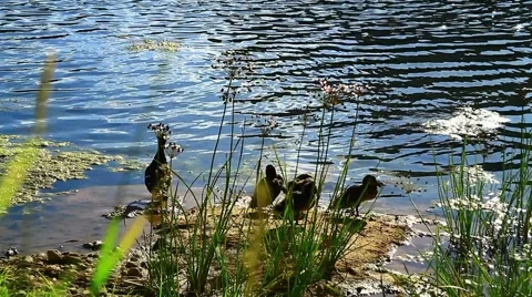 Duck with ducklings ashore. 스톡 동영상 53610483