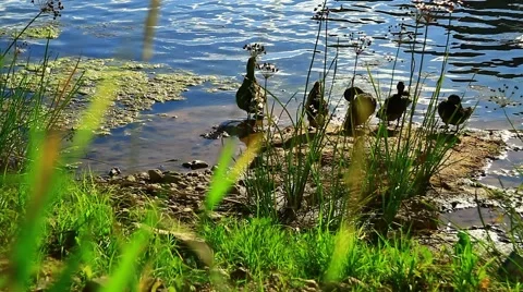 Duck with ducklings ashore. 스톡 동영상 53611238
