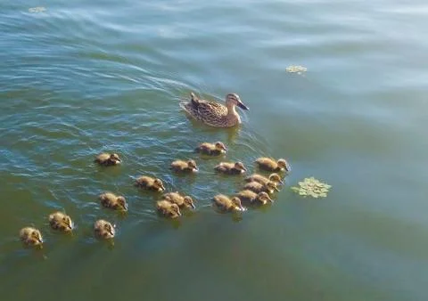Duck with ducklings floating on the river. Stock Photos