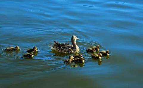 Duck with ducklings floating on the river. Stock Photos