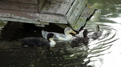 Duck with ducklings Stock Footage 45955198