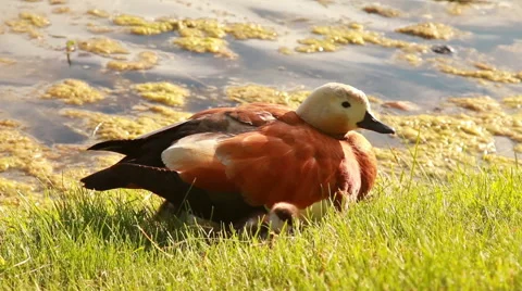 Duck  with ducklings  Stock Footage 51298626