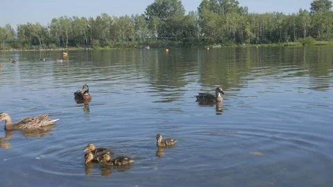 Duck with ducklings Stock Footage 81319311