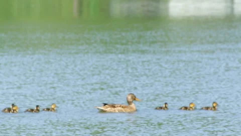 Duck with ducklings Video stock 90377072