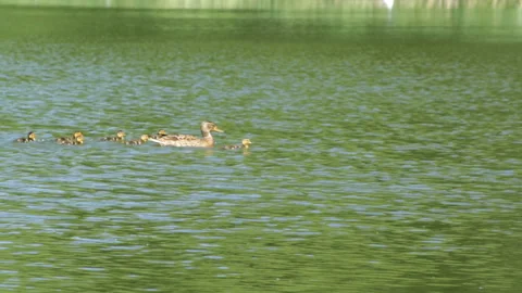Duck with ducklings Stock Footage 90483014