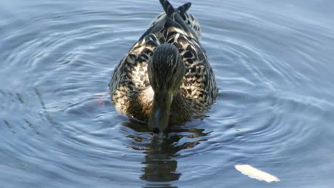 Duck with ducklings Video stock 91178332