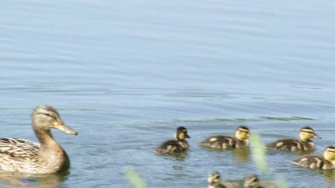 Duck with ducklings Stock Footage 91655844