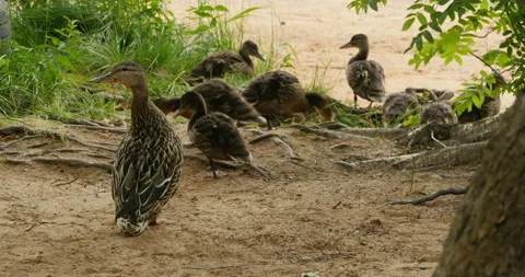 Duck with ducklings Stock Footage 95148600