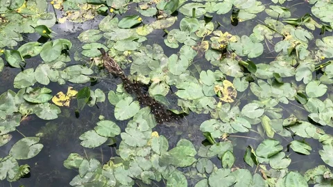 Duck with ducklings Stock Footage 114480266