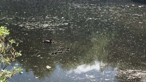 Duck with ducklings Stock Footage 114480273