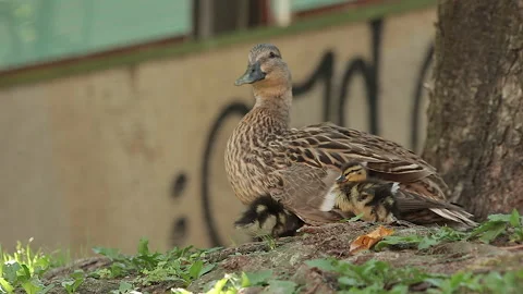 Duck with ducklings Stock Footage 137311874