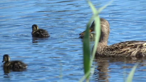 Duck with ducklings Stock Footage 160826914