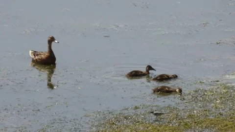 Duck with ducklings Stock Footage 247732110