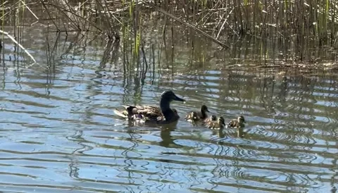 Duck with ducklings 動画素材 278809032