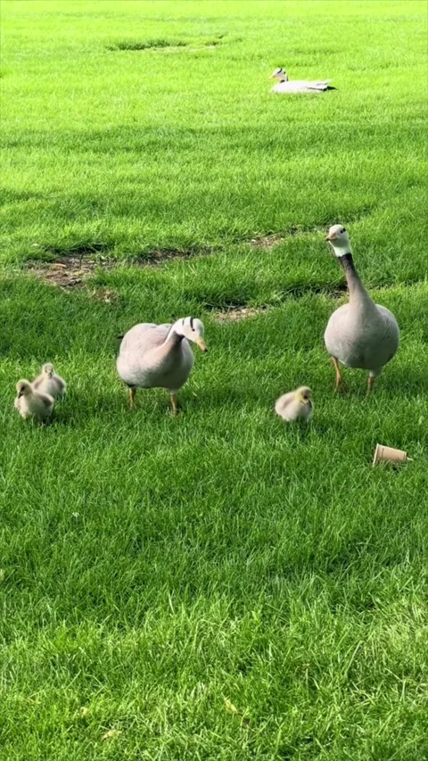 Duck with ducklings on green grass Stock Footage 335661553