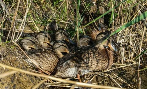 Duck with ducklings hiding in the grass in early spring. Stock Photos