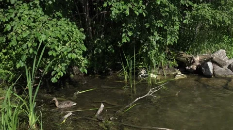 Duck With Ducklings in a lake Stock Footage 52086553