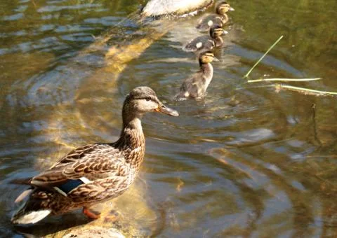 Duck with ducklings Stock Photos