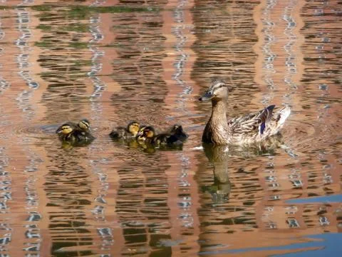 Duck with ducklings Stock Photos