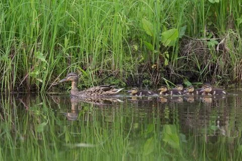 Duck with ducklings Foto stock